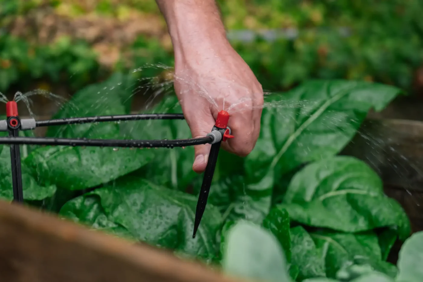 A hand adjusts a sprinkler spraying water over green plants, showing sprinkler repair Palm Beach County, FL.